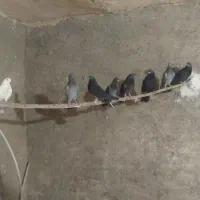 کبوتر|حیوانات|نورآباد, |دیوار