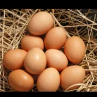 تخم‌مرغ