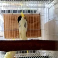 عروس هلندی|پرنده|بوئین زهرا, |دیوار