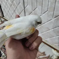 قناری سفید ماده هم قرچک هم پیروزی مترو ابن سینا