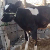 گوساله