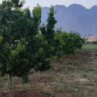 باغ۱۷۵۰متری