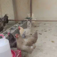 مرغ آمرکانا و فیومی(براکل)