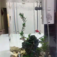 آکواریوم|ماهی|تربت‌حیدریه, آغوی|دیوار