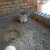 مرع گلین باجوجه