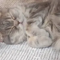 گربه اسکاتیش بریتیش|گربه|ابریشم, |دیوار