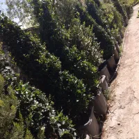 گل و گیاه|گل و گیاه طبیعی|ماهدشت, |دیوار