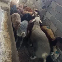 ۱۲عدد بره نر یک دست یک ماهم پروار شدن