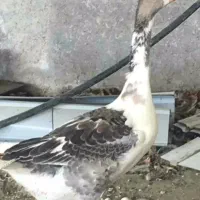 فروش غاز و ابریشمی