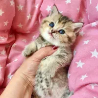 بریتیش بلک گلد ماده