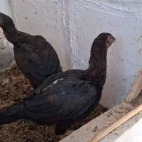 مرغ لاری|حیوانات مزرعه|قم, سنگ بند|دیوار