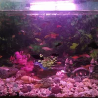 گپی و گپی گاوی