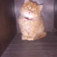 گربه واگذاری