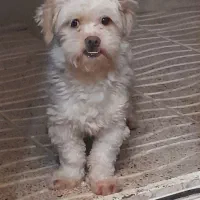 سگ پاکوتاه شیتزو