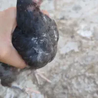 ۴ عدد دوتکه|حیوانات مزرعه|اصفهان, شهرک کاوه|دیوار