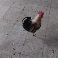 خروس