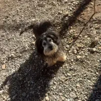 واگذار|سگ|شوط, |دیوار