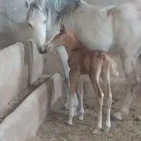 اسب