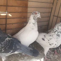 قفس پرنده کفتر