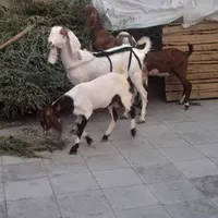 بز دوقلوزا