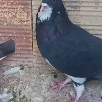 ۴تانرمست گرفتنی|پرنده|محمدیه-قزوین, |دیوار