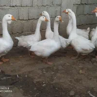 قوغاز اکراینی|حیوانات مزرعه|پرهسر, |دیوار