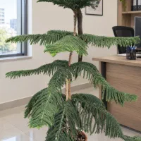 کاج مطبق ۵ طبقه