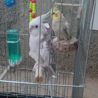 طوطی با جوجه