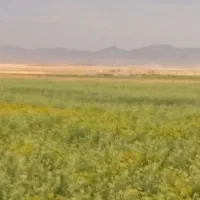 زمین-کشاورزی-دمق-روستایی-خنجراباد