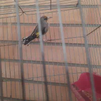 سهره نر کرمانی|پرنده|اصفهان, شهرک مهدیه|دیوار