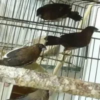 فنج سفید. زبرا .نرگسی. بنگالی|پرنده|آستانه اشرفیه, |دیوار