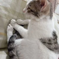 بچه گربه نر