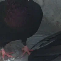 پنج تا زاغ بی کاکل دونه ۴۰۰