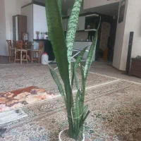 گل طبیعی