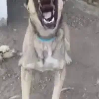 دو قلاده حیوون نگهبان شدید