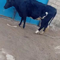 گاومحلیجوان|حیوانات مزرعه|انزل, |دیوار