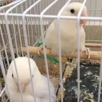 کوتوله برزیلی یاسی|پرنده|تربت‌حیدریه, شهرک ولیعصر|دیوار