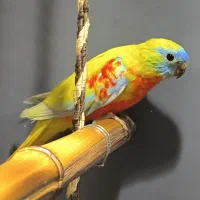 طوطی نئوفما