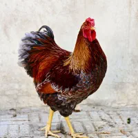 ویاندوت بلورد