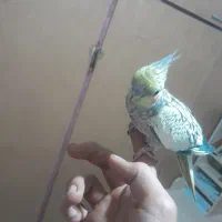 عروس هلندی ماده مست