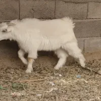 کره نر چاق چاق