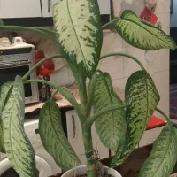 گل دیفن باخیا|گل و گیاه طبیعی|تهران, افسریه جنوبی|دیوار