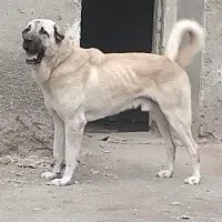 سگ پژدر ۱۱ماهه