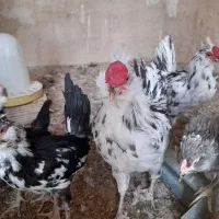 جوجه نیمچه خروس گلین چل تاج ریش کاکل