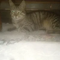 گربه اهلی کاملا خونگی