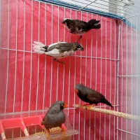 فنچ ایمو شارکول|پرنده|گنبد کاووس, |دیوار