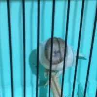 قناری گلاستر|پرنده|ری, هاشمآباد|دیوار