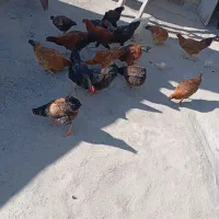 مرغ و خروس