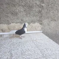 سرور|پرنده|وحیدیه, |دیوار