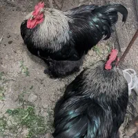 خروس برهما سیاه خالص